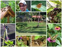 004 Butterfly Gardens (Small)