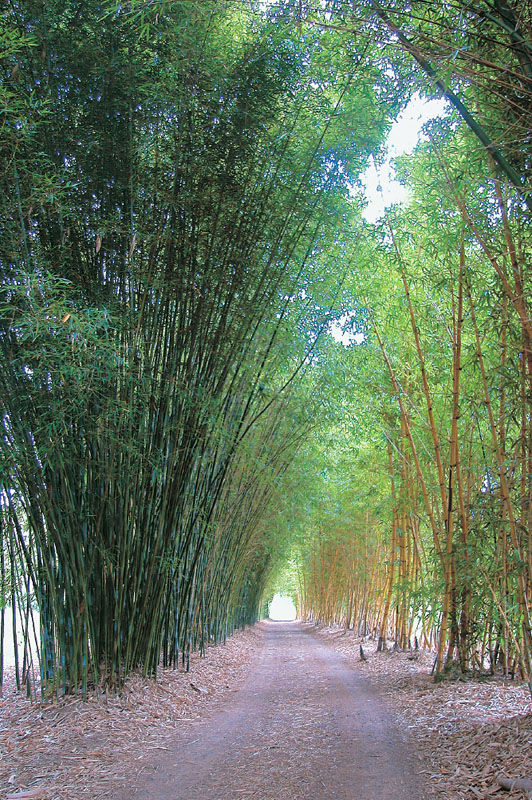 bamboo-driveway
